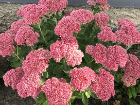 What exquisite fall colour and a massive cluster of flowers from one plant. Autumn Joy sedum reaches 30-45 cm/12-18 inches in a single season. It’s easy-peasy to grow, does well in lean, well-drained soil and benefits from a loose gravely mulch. (Jim Hyrich photo)