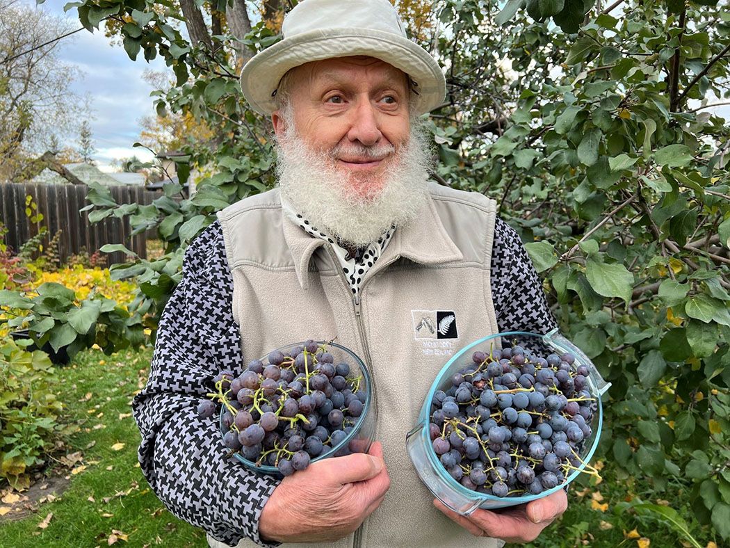 Manitoba home grown grapes for your health The Graphic Leader