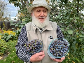 Here I am with my seasonal Santa beard showing fresh harvested clusters of sweet concord type seeded grapes from 20 year old vines. No chemicals, no harmful sprays, no plant food. Just plenty of growth kisses from Mother Nature’s soil, sunshine and rainfall. (supplied photo)