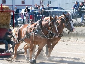 Owen Binns from Annan, Ont. drives the 'boat' Sunday in the light horse pulling competition at the Norfolk County Fair and Horse Show. Binns and his Belgian horses (Steve and Mac) finished second in light pulling class. CHRIS ABBOTT