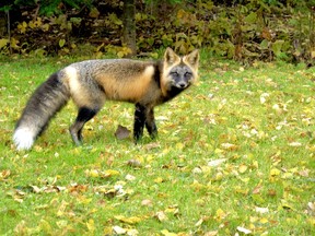 A cross fox, a colour variant of the red fox, visited Reddit a few years ago. Photo by L. Rowland