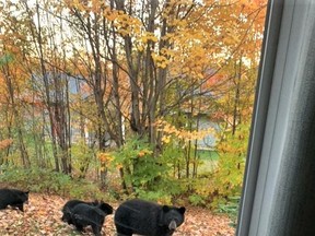 A mother bear with her three cubs in the backyard of Jason Newman, Sundridge's bylaw enforcement officer. The municipality is putting together an information package to help residents minimize any encounters with bears.
