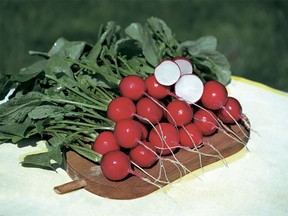 Award-winning bright red Rudolf radishes with short tops have fast growth. Rudolf is ready to harvest in 24 days and an ideal variety for early spring and fall production. (West Coast Seeds)