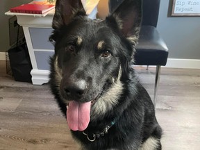 Tucker, a one-year-old King Shepherd was killed in an illegal snare trap in Parkland County's Woodland Park subdivision on Thursday, Sept. 29. Photo submitted.