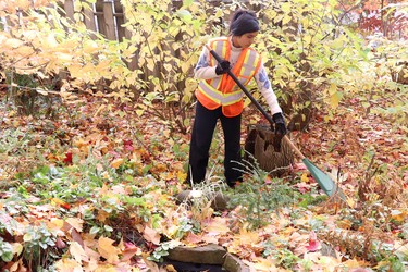 Sault College student Amisha Karki helps out on Malabar Drive during Trades Day of Caring on Saturday, Oct. 22, 2022 in Sault Ste. Marie, Ont. (BRIAN KELLY/THE SAULT STAR/POSTMEDIA NETWORK)