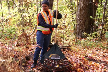 Sault College student Anjaly Paul helps out on Malabar Drive during Trades Day of Caring on Saturday, Oct. 22, 2022 in Sault Ste. Marie, Ont. (BRIAN KELLY/THE SAULT STAR/POSTMEDIA NETWORK)