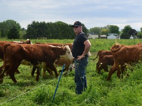 Blake Vince and his family brought these thrifty, white-faced cows and calves from 'up north' to their Chatham-Kent farm.  He's also custom grazing a larger number of beef animals accessed from a cattle operation closer to home.  Jeffery Carter photo