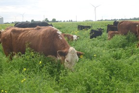 A mob of about 60 animals are being provided with 2.5 acres of cover-crop pasture on a daily basis at the Vince farm.  A 50-acre section of the most aggressively grazed section will be planted to either soybeans or short-season corn.  Jeffrey Carter photo