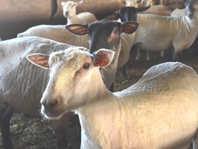 Josh and Emma Butler plan to increase their flock to about 220 ewes. Josh started out with purebred Rideau-Arcott about 20 years ago, but Suffolk and Charollais genetics have been added for better carcass characteristics. Jeffrey Carter photo