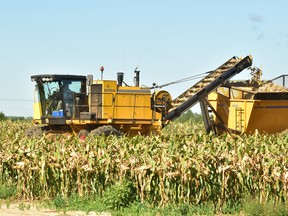 Ontario seed corn harvest has been in full swing. Yields have been variable and there’s been challenges this year securing enough labour for the detasseling process. Jeffrey Carter photo