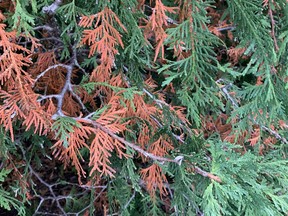 All conifers, normally lose up to one-third of their foliage annually. Cedars, as a normal part of their life cycle, lose their oldest needles to lighter their load.  John DeGroot photo