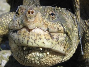 Did you know? The common snapping turtle's powerful jaws have a bite force of 209 newtons, and its scientific name is 'Chelydra serpentina' - meaning "tortoise" and "snake" respectively, with the latter referring to the animal's long tail. Photo courtesy of TVO