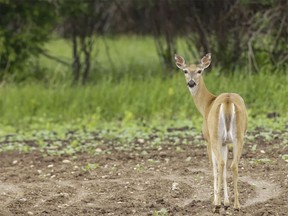 A white-tail deer keeps a wary eye. (file photo)
