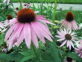 Echinacea is among the wonder herbs in a perennial garden. Two species in particular are recommended for their medicinal activity. All echinacea groups provide long lasting cut flowers and a visiting station for birds, butterflies, dragon flies and pollinators. (Ted Meseyton)