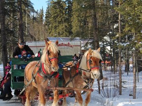 IMG_0534 –These “gentle giants” work in tandem throughout our boreal forest – not only logging, but also transporting sleigh loads of excited tourists on a sunny Carnaval de St-Isidore winter’s day. In her Book of Draft Horses Donna Campbell quotes forest enthusiast Jason Rutledge – “powered by solar fuel … using less fossil fuel than machines … [horses] produce fertiliser, rather than carbon monoxide, so they contribute less to global warming”. In addition, Rutledge toutes therapeutic benefits of  “working with a living creature”.