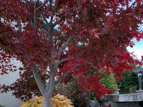 There are some things you ought to do this fall on your property and garden to prepare it for the winter. John DeGroot photo