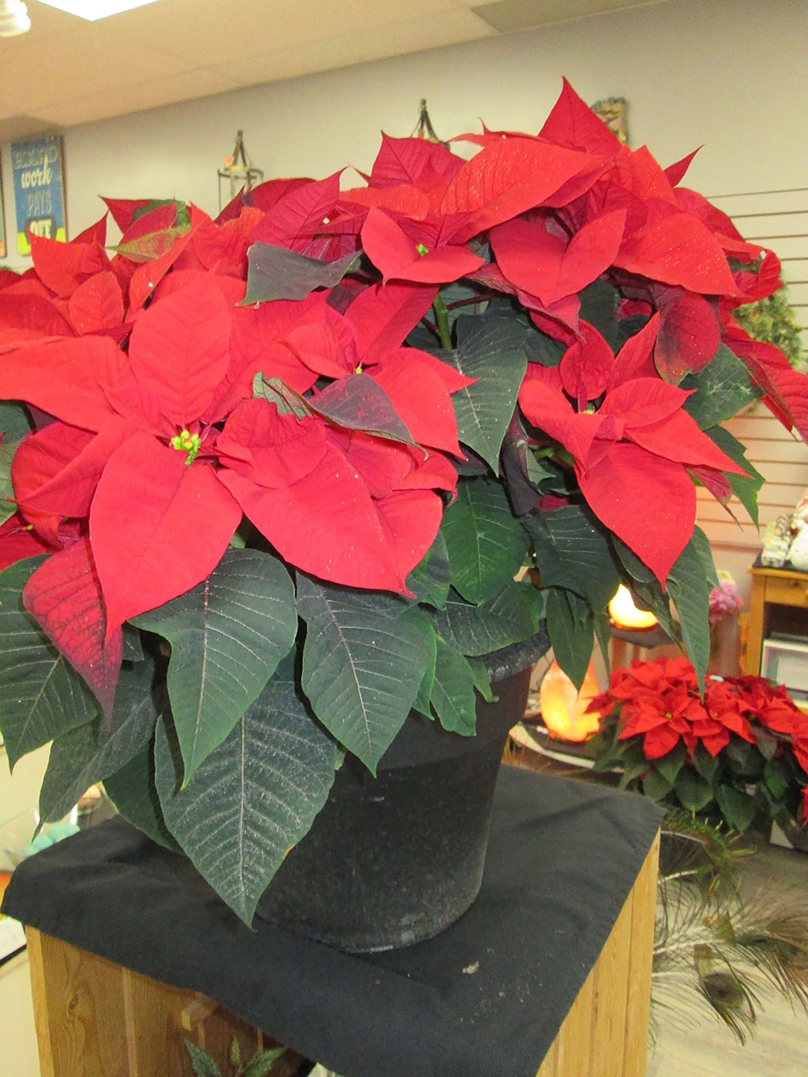 sarnia-church-greenhouse-combine-to-hold-poinsettia-fundraiser