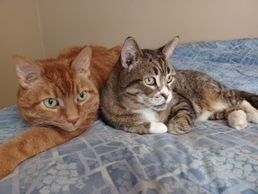 Nadia Jireada's cats, Samson (left) and Tia have both lived healthy lives. But when Tia got sick, there was nobody for Jireada to turn to.