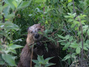 Members of a beaver colony in Airdrie’s Waterstone neighbourhood have been trapped and killed by the city for causing damage to mature trees along the banks of Nose Creek.
Supplied/ Red Robin Photography