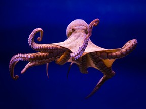 An octopus swims in the sea, against a blue background.