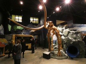 The “Link Hall”, featuring a new wooly mammoth skeleton and a slide from the History Hall on the second floor.