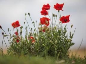 Wild poppies grow in the 'Trench of Death', a preserved Belgian Second World War trench system. The poppy has become an internationally recognised symbol of remembrance after it grew in the war-ravaged and muddied landscape of Belgian Flanders. The sight of the poppy growing by the graves of soldiers inspired Canadian soldier John McCrae to write one of the most famous World War One poems, 'In Flanders Fields'.  (Photo by Jack Taylor/Getty Images)