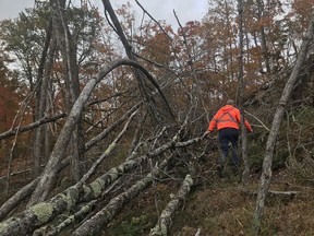 Lawrence Lavender, 75, assesses his property six months after a wind storm destroyed the forest he looks after. A violent derecho destroyed his 400-acre forest in May. Since then, he cleans-up the damage. He hopes to clean up as much as possible to prevent forest fires. HANNAH SABOURIN PHOTO