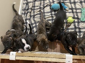 Quinte West OPP is currently investigating a break and enter and theft of a dog and litter of puppies that occurred last week from an Ontario Street apartment in the City of Quinte West. QUINTE WEST OPP