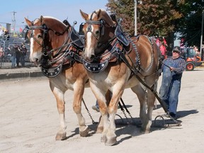Lloyd Binns' Belgian team of Rex and Shorty won the heavy horse pulling competition Sunday at the Norfolk County Fair and Horse Show in Simcoe. (CHRIS ABBOTT/Postmedia Network)