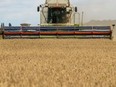 A combine taking advantage of good weather for harvesting. Handout/Cornwall Standard-Freeholder/Postmedia Network