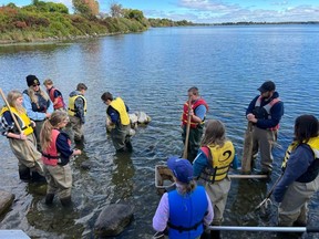Morrisburg Public School Stingers students, in the St. Lawrence River in Cornwall and on the lookout for invertebrates. Handout/Cornwall Standard-Freeholder/Postmedia Network