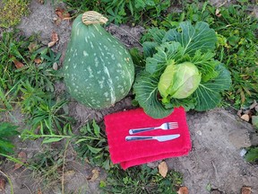 Placed beside a cabbage plant, the big butternut squash on the left is about twice the size preferred for cooking.