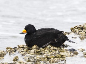 A male Black Scoter is  identified by its all black plumage and bright yellow knob on its beak.  Getty Images