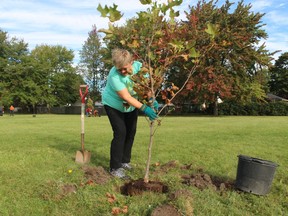 Marian Blonde, with Climate Action Sarnia-Lambton, plants a tree Saturday in Sarnia's Coronation Park. The tree-planting project carried out by a group of volunteers was funded by a grant received by the IODE Errol Egrement chapter.