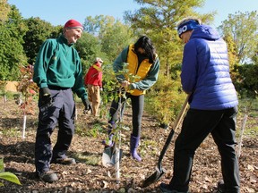 From left, Climate Action Sarnia-Lambton member Mike Smalls, Grade 11 Great Lakes secondary student Marissa Vu-Nguyen and climate action member Maria Beauchamp plant trees during an event Saturday in Wiltshire Park. Terry Bridge/Sarnia Observer/Postmedia Network