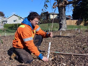 Mike Kent, an arborist from the town of Sarnia, plants a tree during an event at Wiltshire Park on Saturday.  Terry Bridge/Sarnia Observer/Postmedia Network