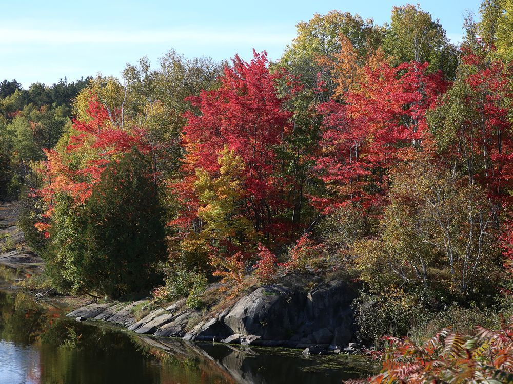 Why are trees in Ontario changing colour earlier than usual this fall