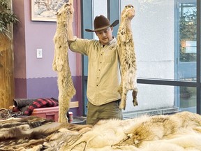 Aaron Powers, Timmins Fur Council president, holds up a lynx (left) and bobcat (right) pelt during the Trapping 101 workshop at the Timmins Public Library held Thursday night. A Timmins firefighter by day, Powers sells some of his pelts at an auction house in North Bay, the last fur auction house in North America, he said. He also makes and sells fur mitts himself. Powers explained how trappers work to maintain wildlife populations. With many trappers nearing retirement, traplines will be freeing up soon. Email timminsfurcouncil@gmail.com for more information. 

NICOLE STOFFMAN/The Daily Press