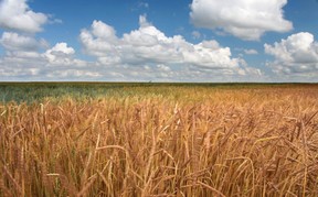 Wheat field just starting to ripen near Vauxhall, Alberta on August 3, 2010. MIKE DREW/CALGARY SUN/QMI AGENCY ORG XMIT: POS1608071909031202