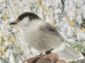 The whiskey jack (Canada Jay) is the tamest of birds in our area. Some years our calling contests were held in a snowy environment and while uncomfortable for us, it didn’t bother the birds. Photo by Phil Burke