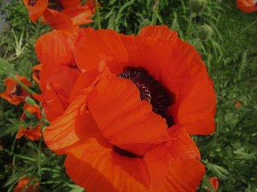Classic Flanders poppies are a reminder to show appreciation, pride and respect in those who served and now serve, both past and present. (Ted Meseyton)