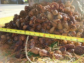 Our local red squirrel built this cache and at the same time cleared our lawn of red pine cones. The photo was taken on November 7, 2009. When spring arrived half the cache was gone. P Burke