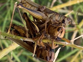 Grasshoppers infected with summit disease. (supplied photo)