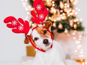 The Humane Society of Kitchener Waterloo and Stratford Perth is encouraging area residents to support local shelter animals and people and pets in need by contributing to its year-end Hope for the Holidays campaign. (Submitted photo)