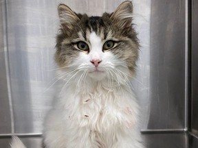 A stray five-month-old kitten before emergency surgery to amputate a fractured front left leg. Nicknamed Tiny Tim by staff at the the Humane Society of Kitchener Waterloo and Stratford Perth, the kitten is expected to recover following an urgent appeal for funds to help cover the cost of the procedure. (Contributed photo)