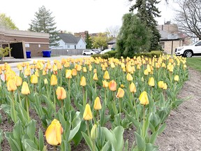 Yellow tulips last spring at the Wellington Street entrance to the Vision Nursing Home in Sarnia.  John DeGroot photo