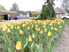 Yellow tulips this past spring, at the Wellington Street entrance to Vision Nursing Home in Sarnia. John DeGroot photo