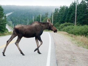 Don’t bank on moose met along highways to walk up alongside vehicles and peer in ‘benevolently.’  POSTMEDIA