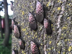 The spotted lanternfly is an invasive species that has been detected in 14 states in the US and was recently discovered within five kilometers of the border.  Native to China and Southeast Asia, the insect could wreak havoc on Southwestern Ontario's agricultural industry, experts say.  (Invasive Species Center Photo)