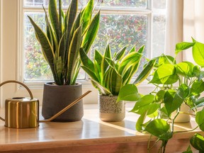 Snake plant is in the middle, and Golden Pothos is on the bottom corner. John DeGroot